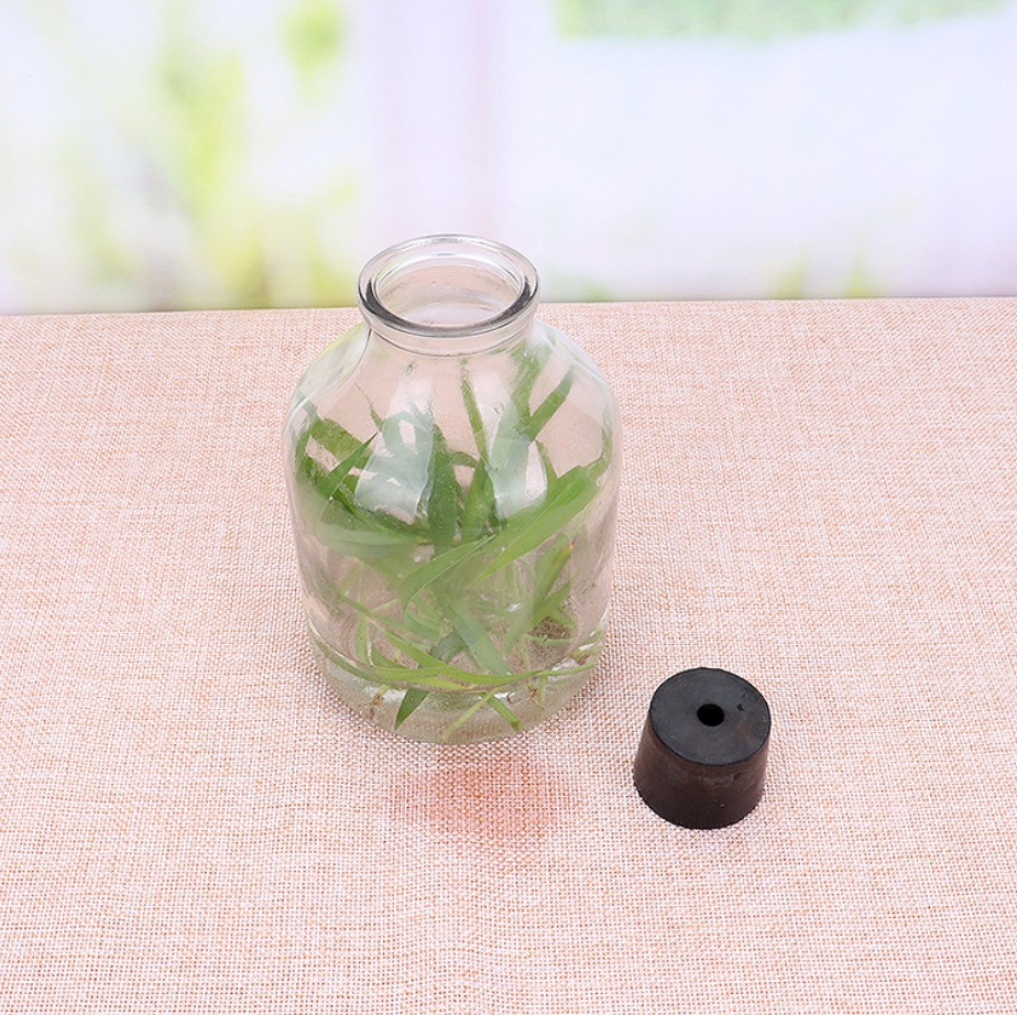 Botella de amperios de vidrio transparente de 650 ml para semillas de flores de plantas verdes